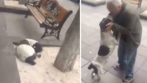 Pies który zaginął 3 lata temu spotyka swojego właściciela na ulicy. Jego reakcj
